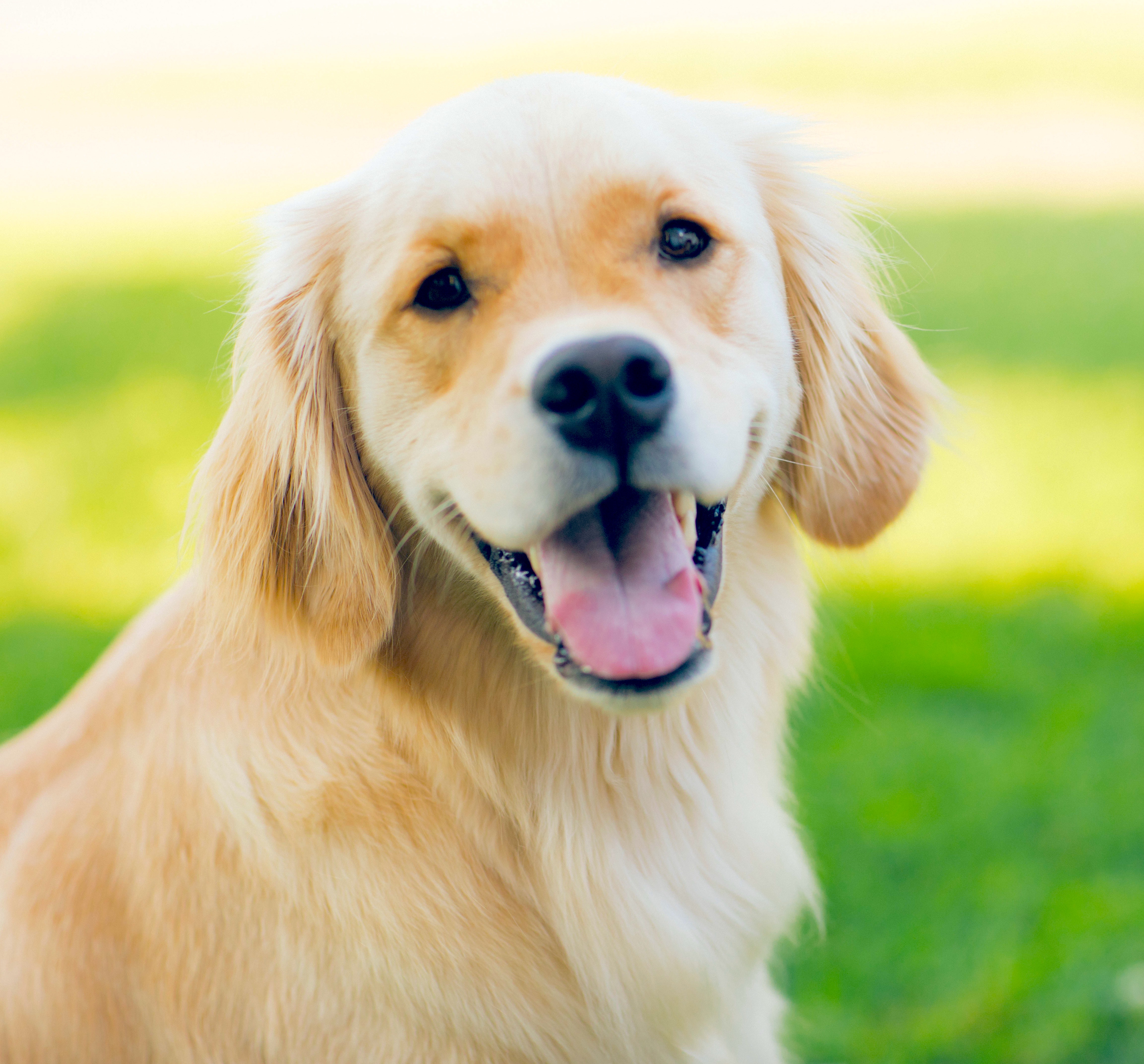 golden lab and german shepherd mix